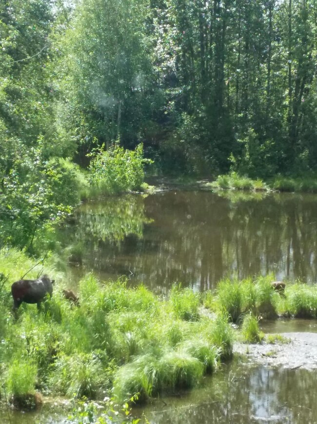 Abundance of Wildlife