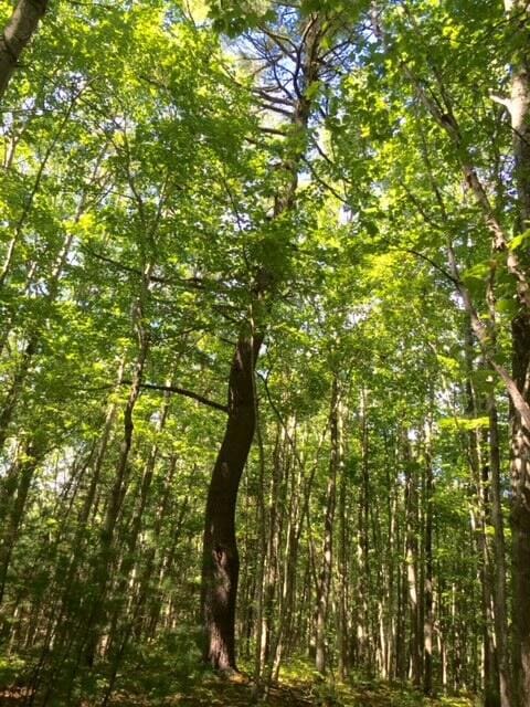 265 Webber Hill Rd, Kennebunk, ME 04043 - photo 3