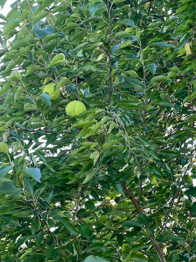 3521 Shady Ln, Lanark, IL 61046 - photo 2