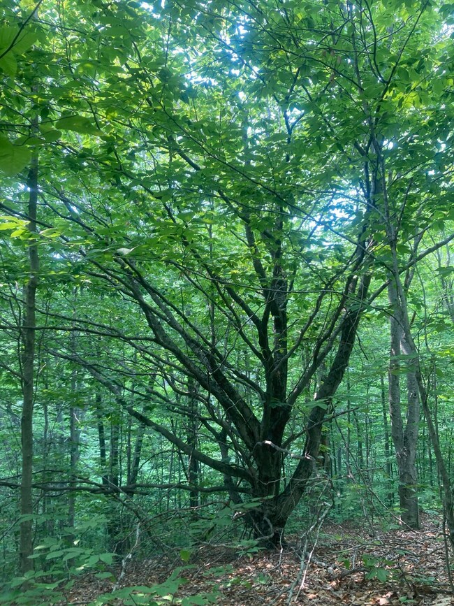 2231 Northerly View Trail, Vanderbilt, MI 49795 - photo 2