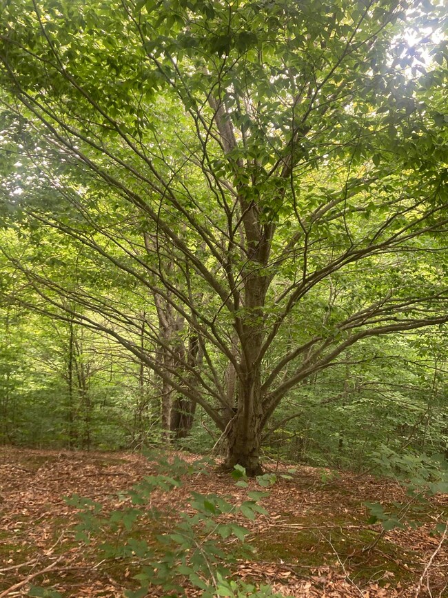 2231 Northerly View Trail, Vanderbilt, MI 49795 - photo 3