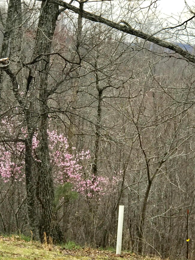 1085 White Lily Church Rd, Somerset, KY 42501 - photo 6