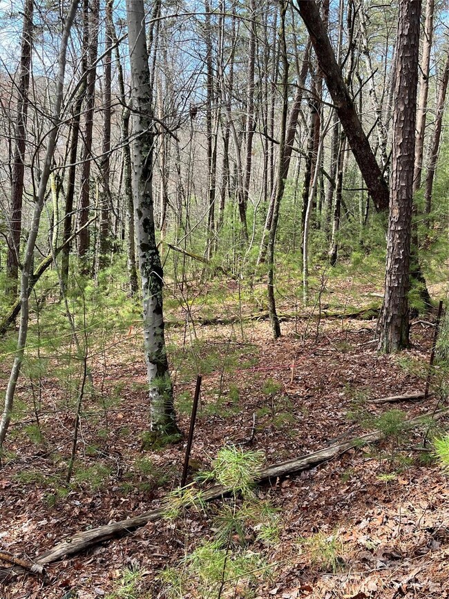 Woods to the west side of lot 1 offers good terrain for a lower level walk out & patio. Upstairs on the main level, a deck would enjoy wooded privacy.