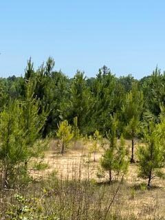 0 Stanley Rd Lot 10 unit Lot 10 45-543, Leesville, LA 71446 - photo 5