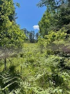 Lt2 - Lt3 U S Highway 51, Harshaw, WI 54529 - photo 2