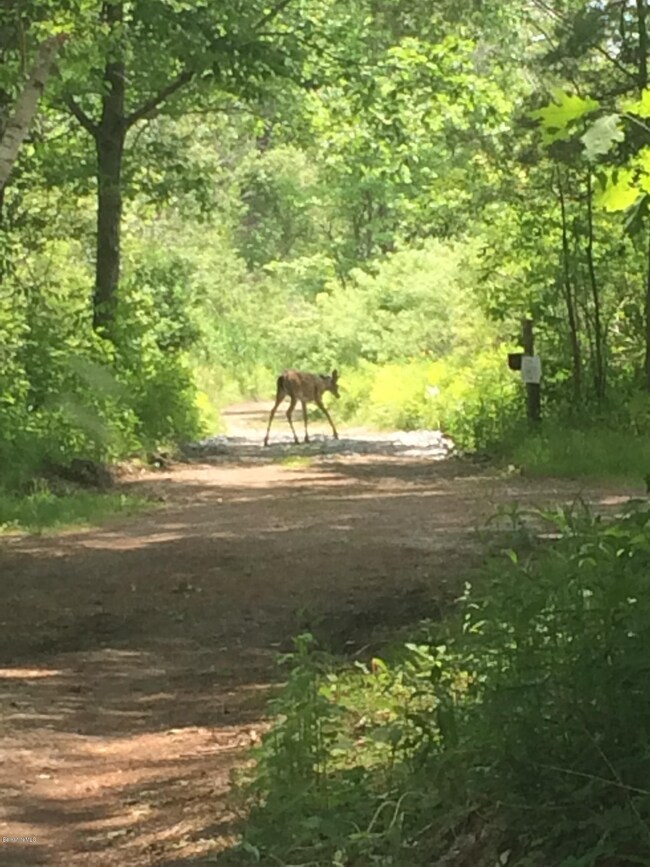 Visitor to the cabin