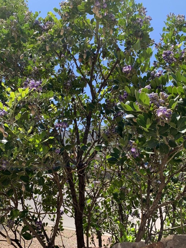 3003 Morehead Ave, El Paso, TX 79930 - photo 5