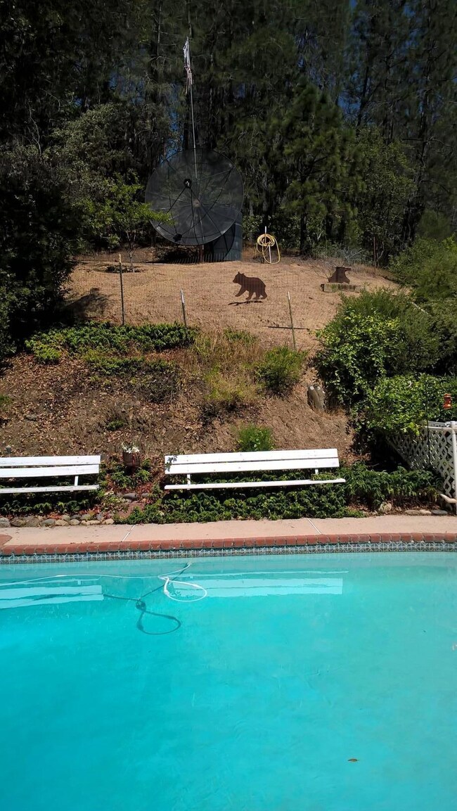 Pool and wooded area