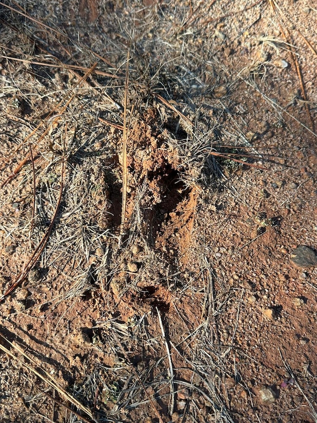 1252 Rogers Rd, Tignall, GA 30668 - photo 4