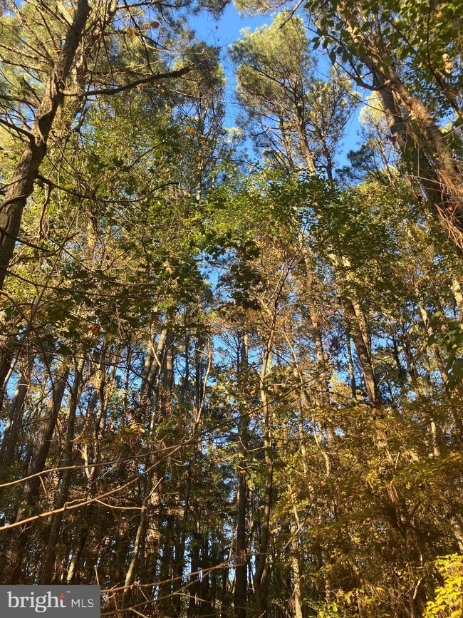 81 Davis Rd, Marion Station, MD 21838 - photo 4