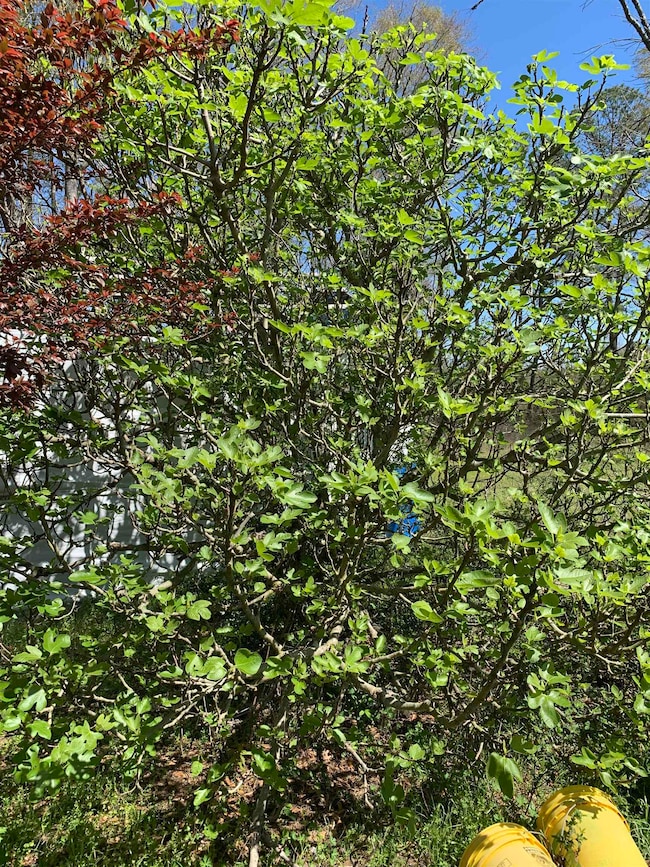 1067 Compton Rd, Brantley, AL 36009 - photo 2