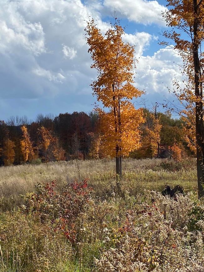 Fall Tree