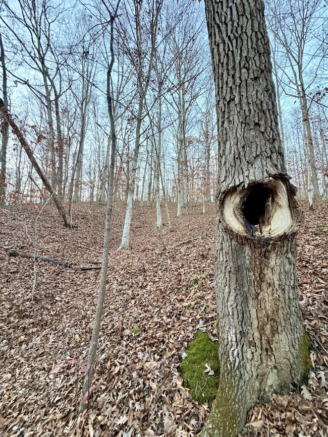 1 Amber Dr, Ashland City, TN 37015 - photo 5