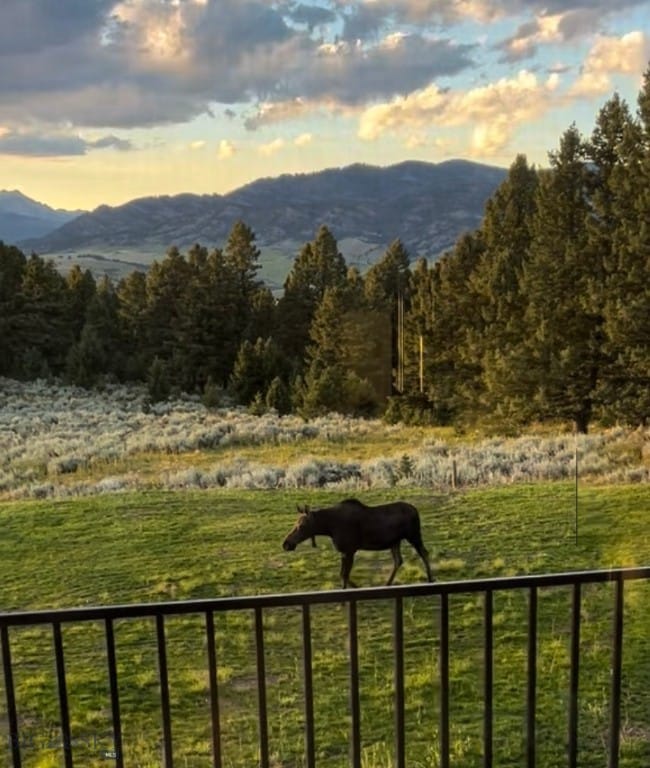 Frequent wildlife sightings