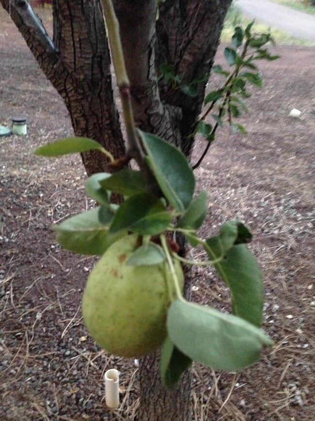 Pear Tree