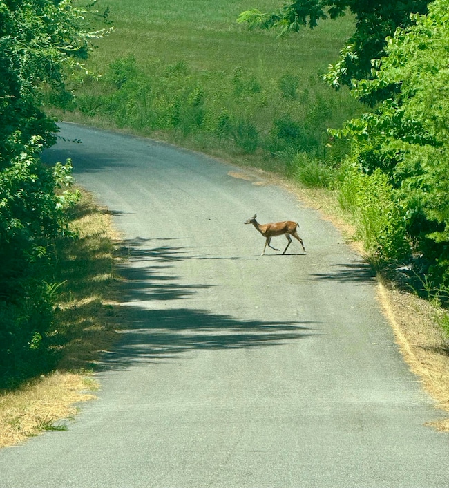 Deerx_5233