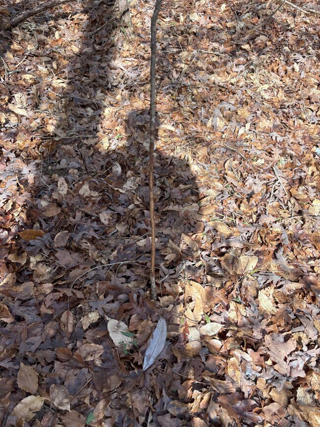 TBD Girlinghouse Rd, Jena, LA 71342 - photo 5