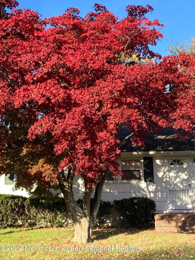 105 hemlock tree