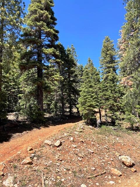 Berry Loop.6