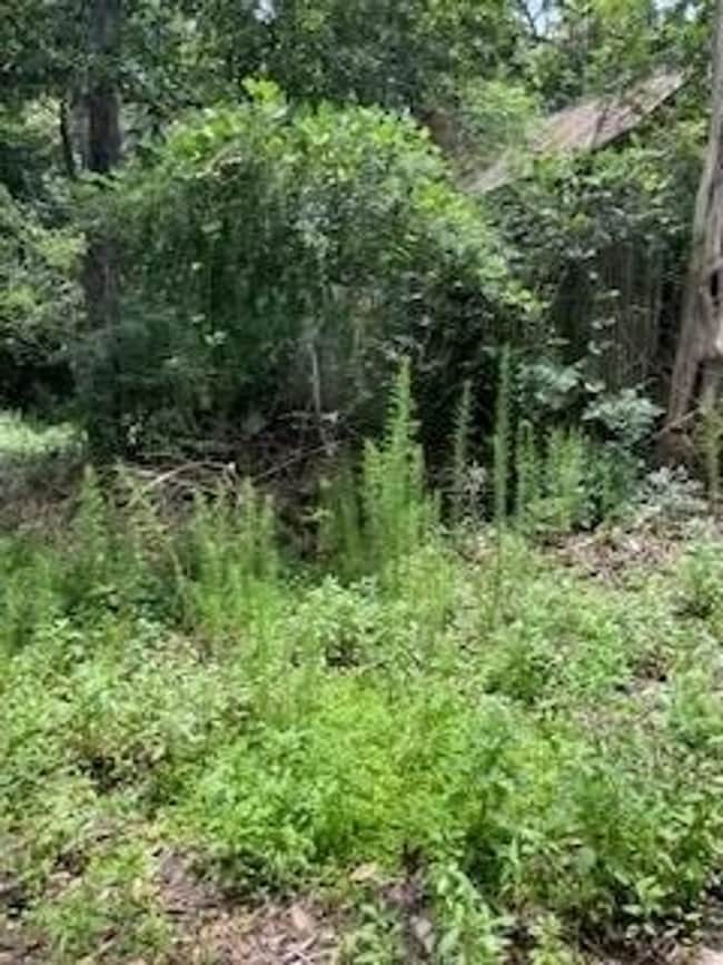 0 Hicks St, Luverne, AL 36049 - photo 2