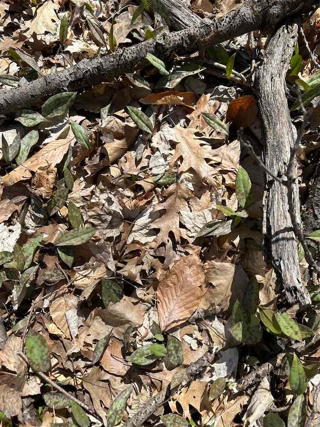 tbd W Side Dr, Beaver Island, MI 49782 - photo 6