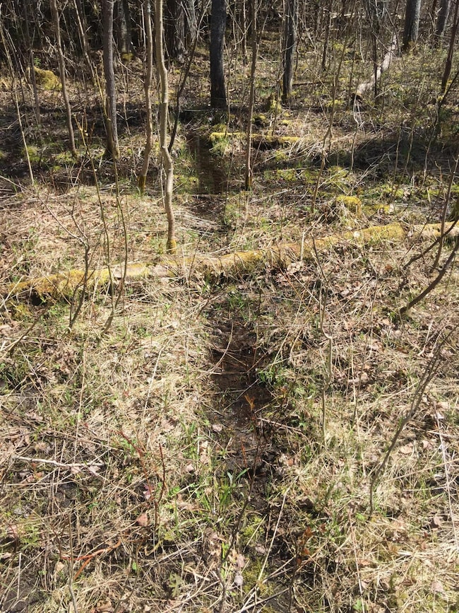 Deer Trails