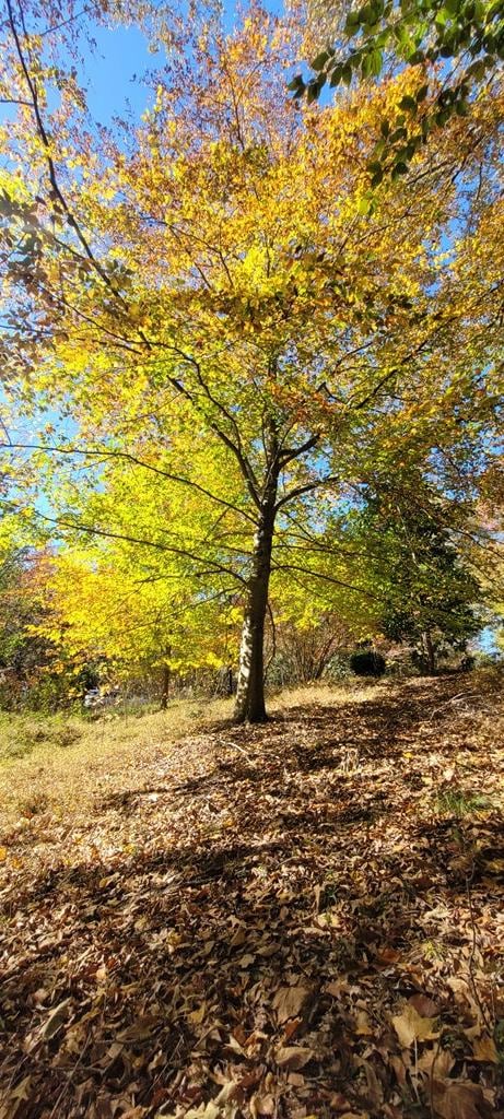 0 Gilliam Dr unit 96, Farmville, VA 23901 - photo 6