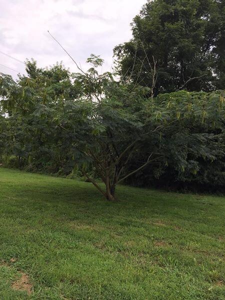 9756 Cornishville Rd, Harrodsburg, KY 40330 - photo 7