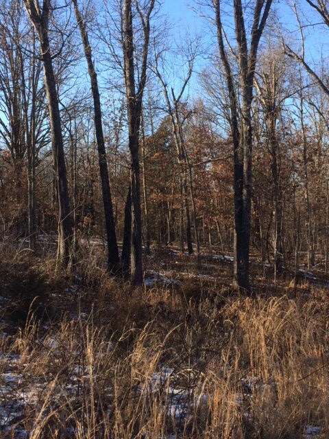 Woods