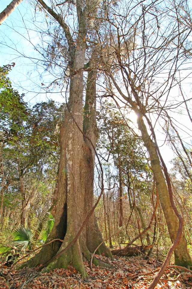 0 Harley Davidson Ln unit 289898, Crawfordville, FL 32327 - photo 7