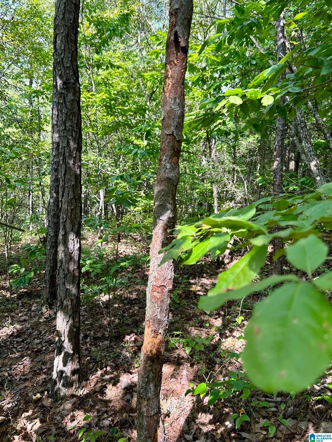 0 County Road 329 unit 9 21364080, Wedowee, AL 36278 - photo 6