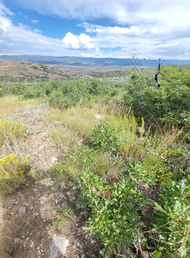 Another view from the top of the property looking down at the mountain's and tree's
