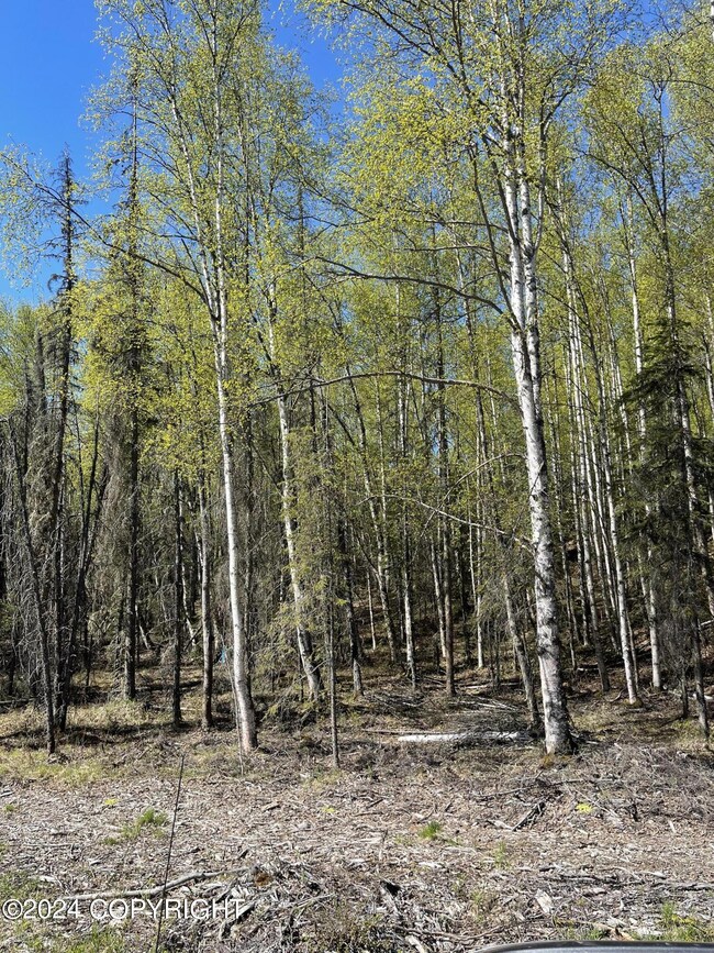 mature trees
