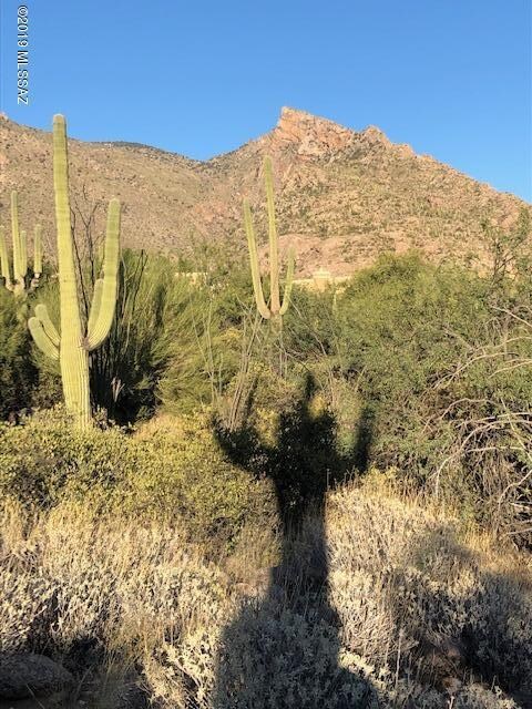 Saguaro shadow welcomes Catalina views!