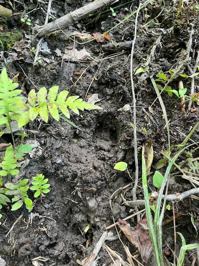 BFF 5 Brunson Teal Rd unit BFF 5, Chester, SC 29584 - photo 3