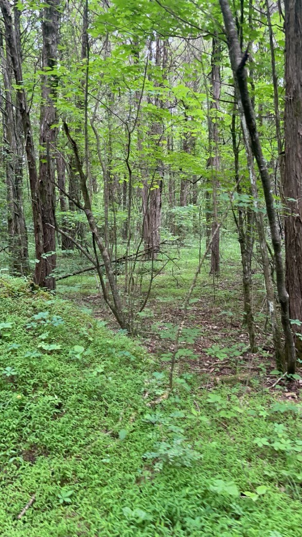 0 Milltown Rd unit RTC2656813, Lewisburg, TN 37091 - photo 3