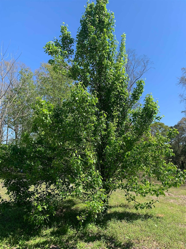 1067 Compton Rd, Brantley, AL 36009 - photo 3