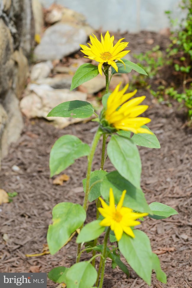 7144 Ira Sears Rd, Adamstown, MD 21710 - photo 6