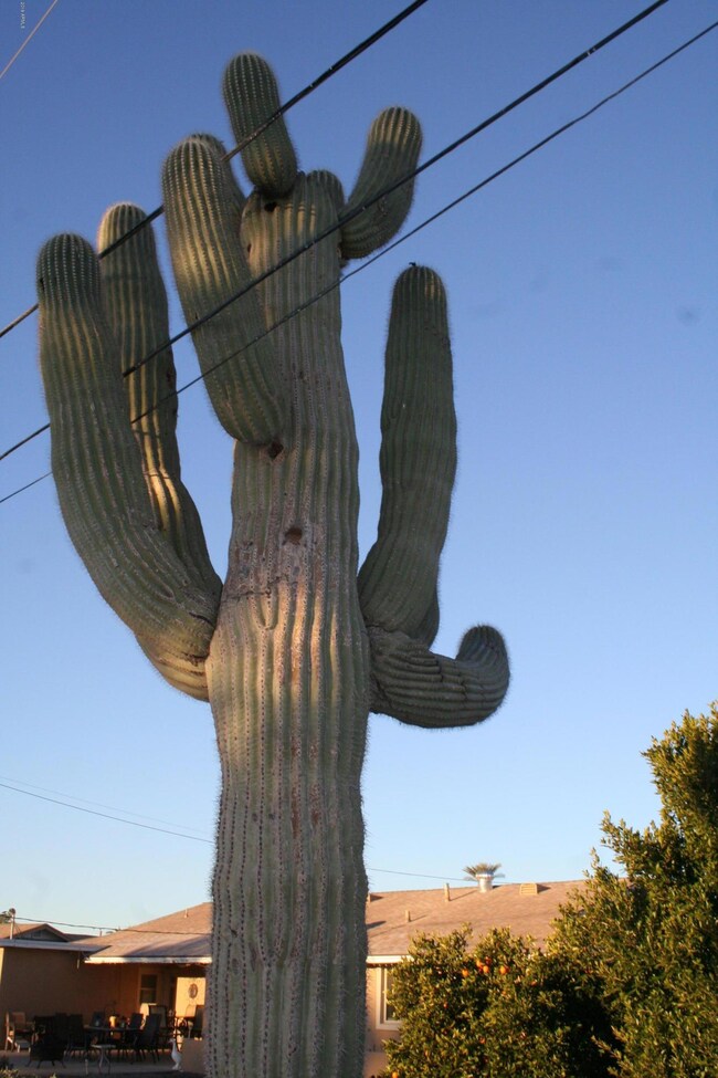 Backyard Saguaro