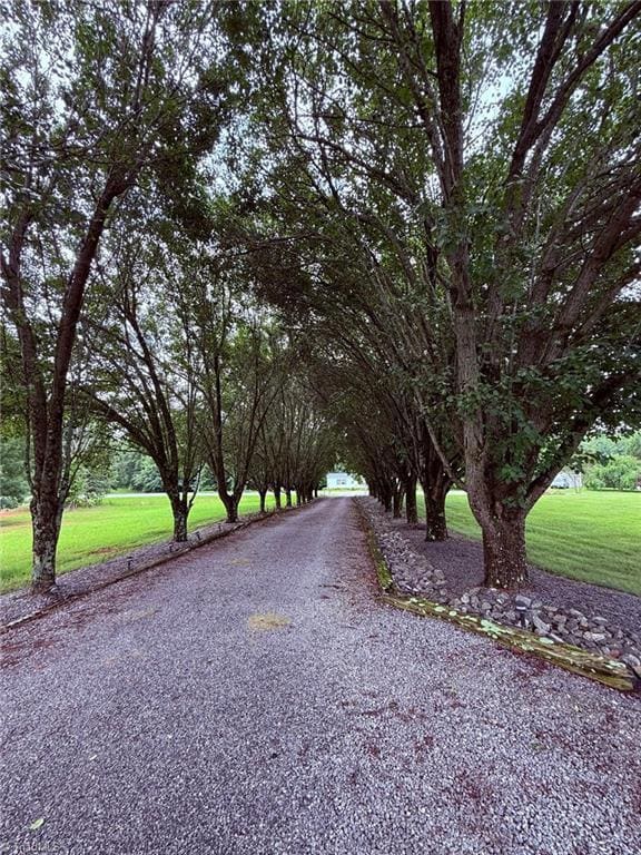Tree Lined Driveway