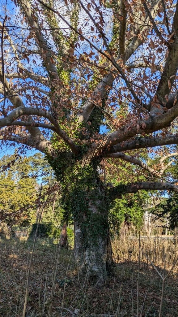 23514 Front St unit A75, Accomac, VA 23301 - photo 3