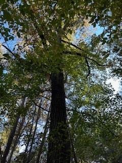 Tract 4 Mississippi 9w, Lafayette Springs, MS 38655 - photo 2