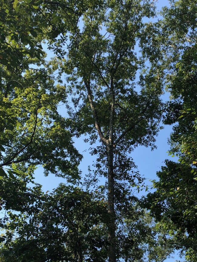 Lot 3 Crossno, Cleveland, TX 77328 - photo 5