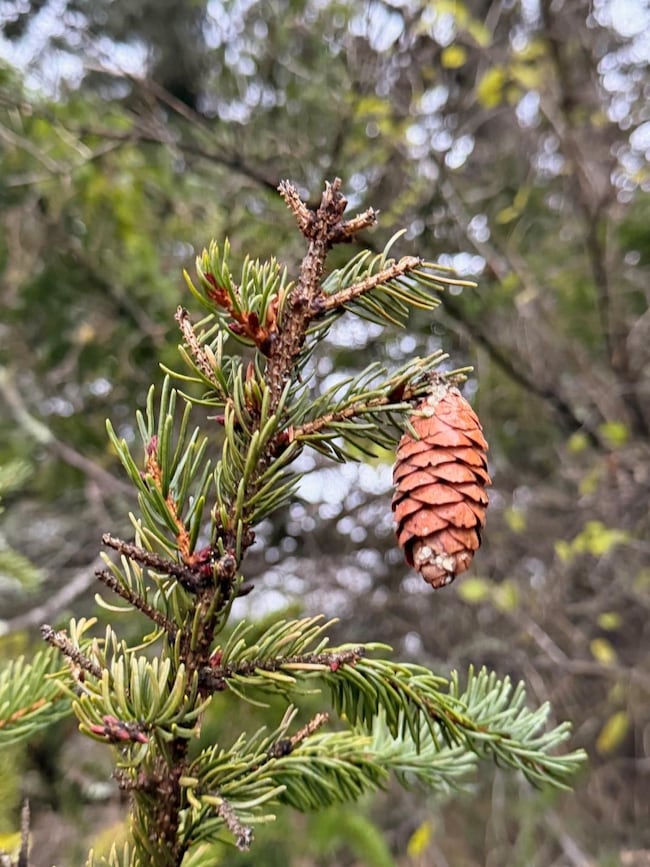 334 N Cambridge Rd, Cambridge, VT 05444 - photo 6