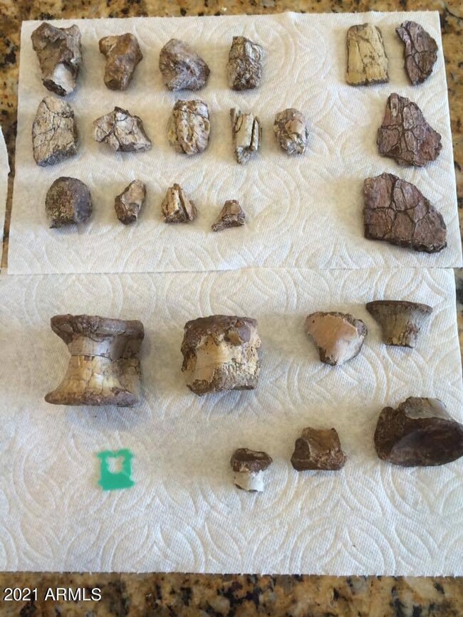 Dinosaur Bone Fragments