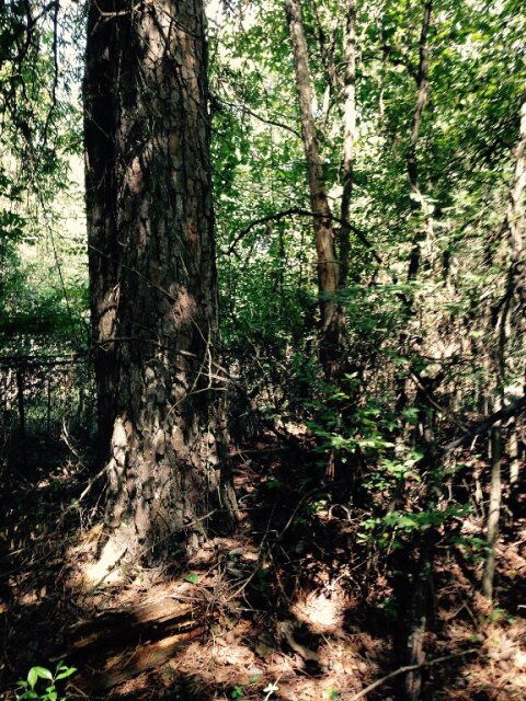 5078 Hardy McManus Rd, Evans, GA 30809 - photo 6