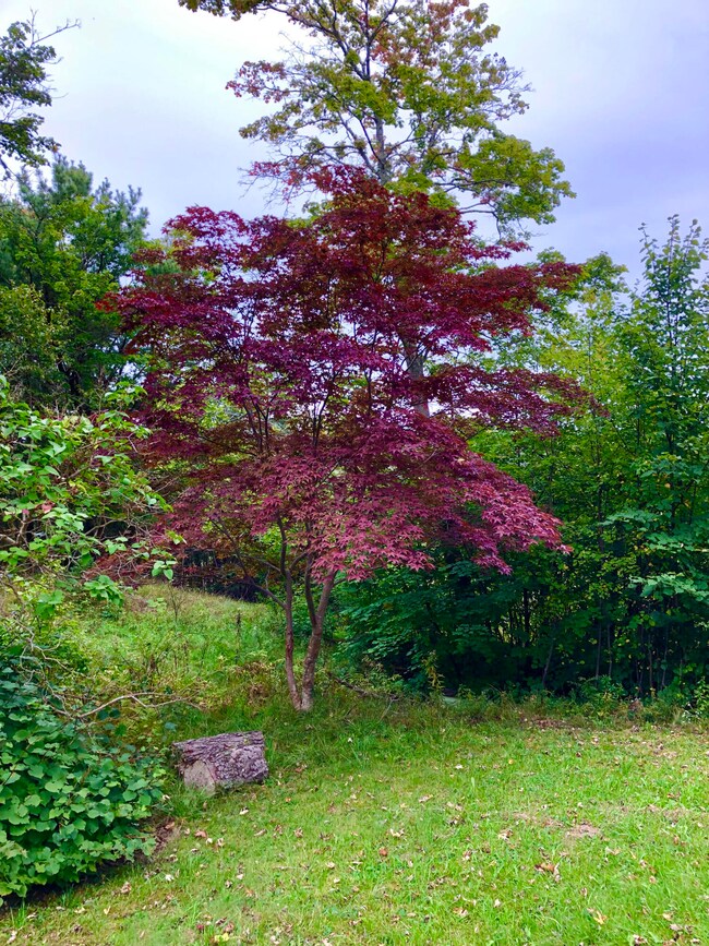 Front yard
