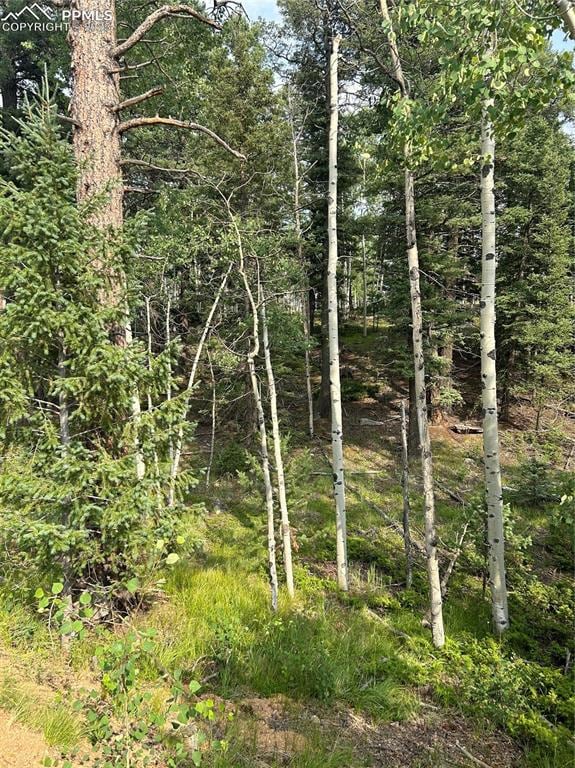 View of local wilderness