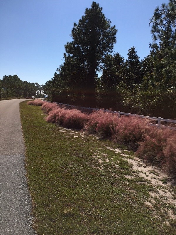 213 Royal Tern Way, Carrabelle, FL 32322 - photo 7