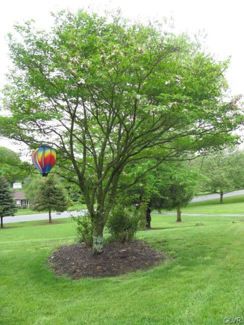 Dogwood tree in front yard